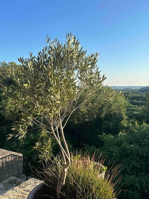 Villa Sous Le « Figuier » Cornillon-Confoux Esterno foto