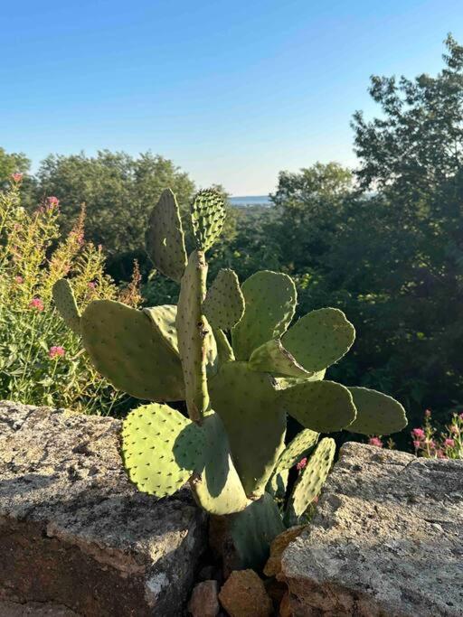 Villa Sous Le « Figuier » Cornillon-Confoux Esterno foto